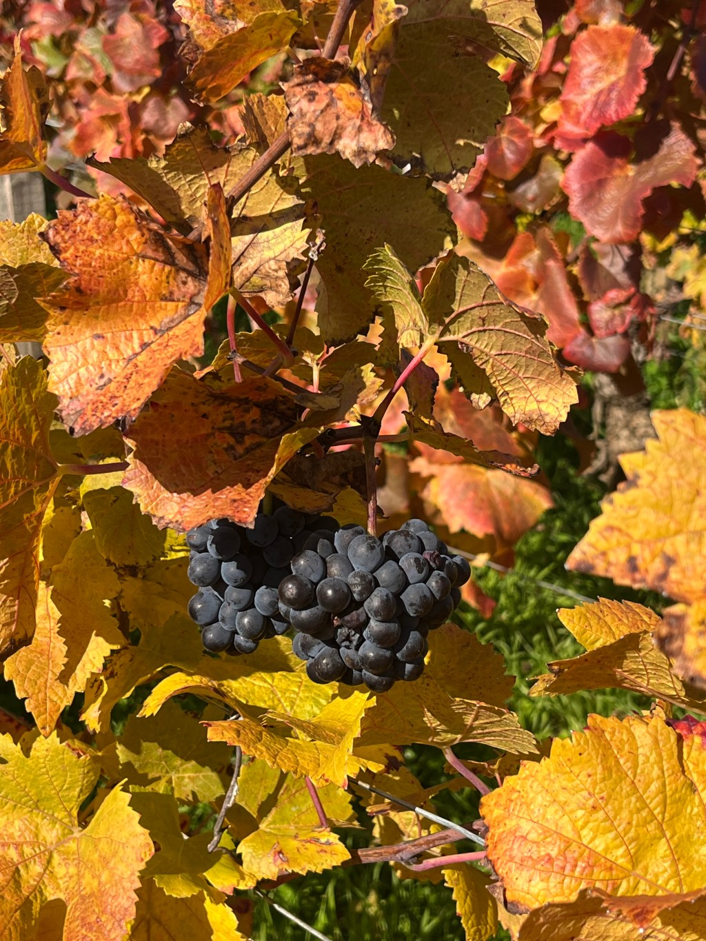 Autumn in Burgundy 2025